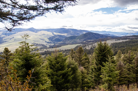 An image depicting the trail Lamar River Stock Cutoff Trail and its surrounding area.