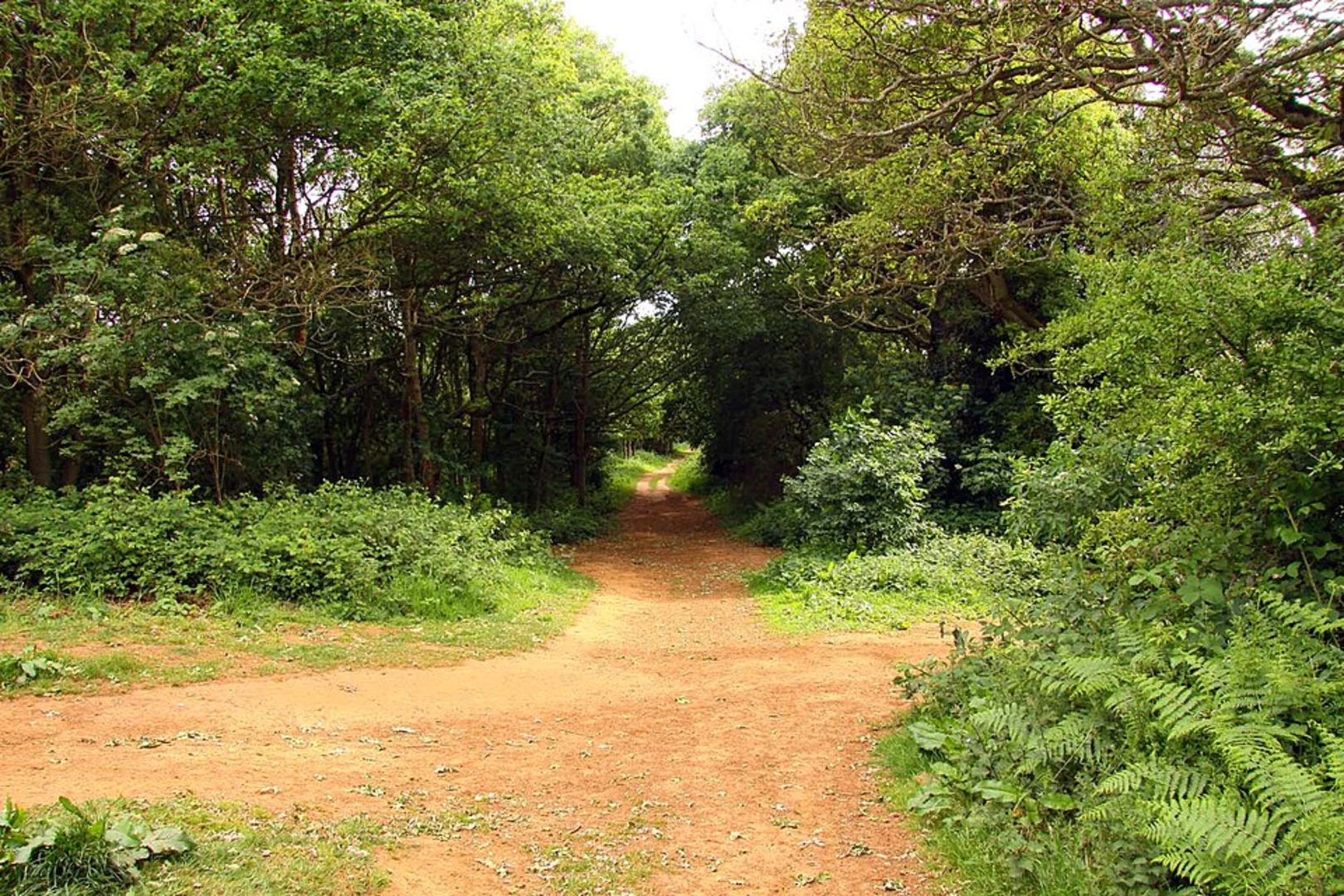 An image depicting the trail Shotover Country Park Loop and its surrounding area.