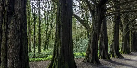 An image depicting the trail Coole Park 7 Woods Trail and its surrounding area.