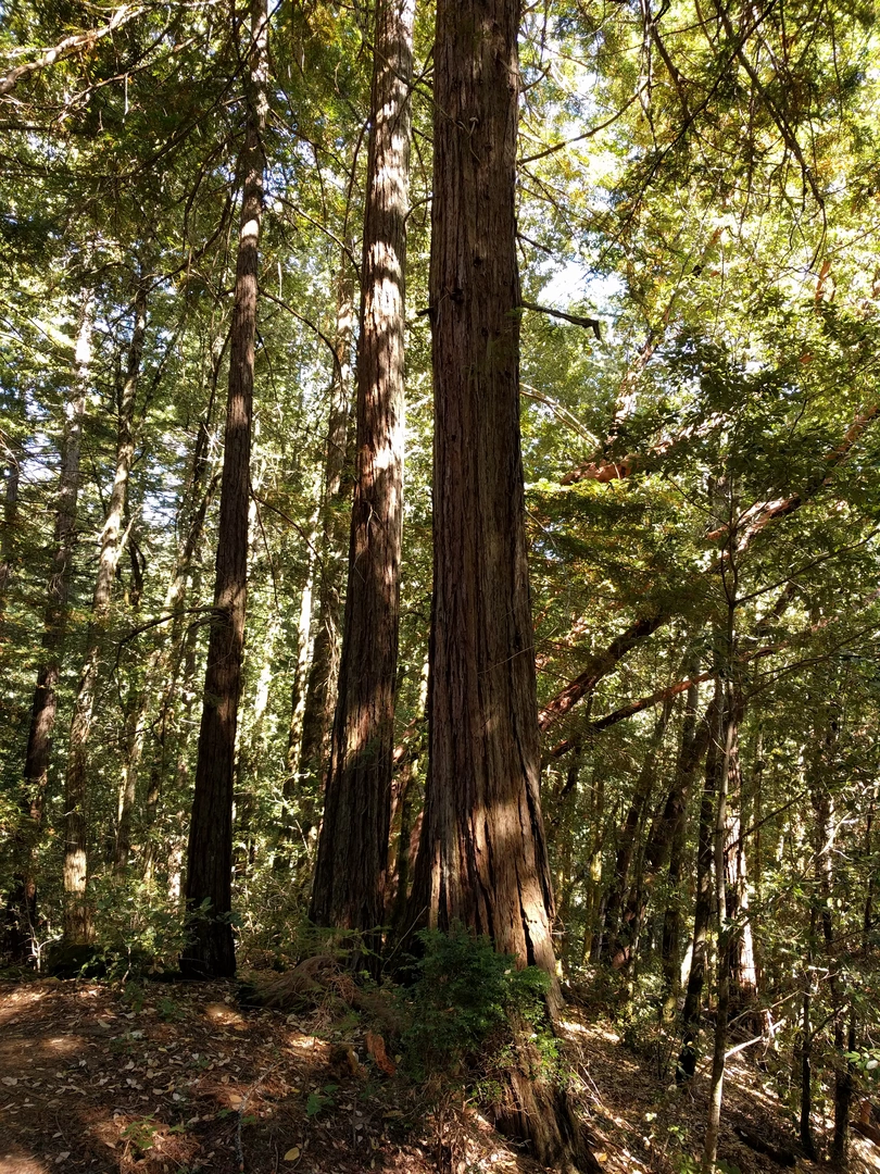 An image depicting the trail Oljon Trail and its surrounding area.