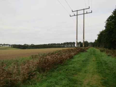 Mildenhall Woods Loop