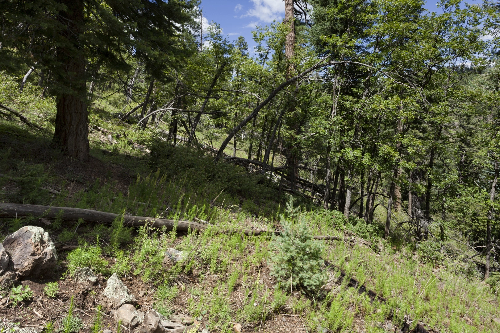 An image depicting the trail Wolfs Hollow via Drive East Branch Octoraro Creek Loop and its surrounding area.