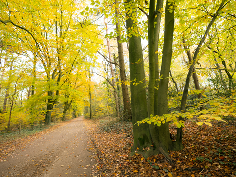 Maarnsche Berg, Kaapse Bossen and Kasteel Lunenburg Loop