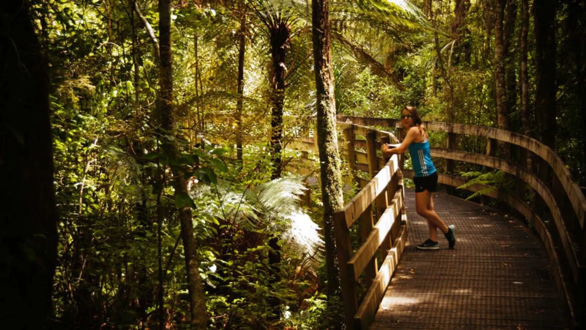 An image depicting the trail Nikau Walk and Kaniwhaniwha Cave and its surrounding area.