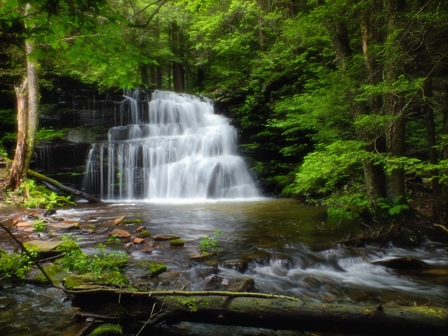 An image depicting the trail Rosecran Falls from Nittany Ridge Road Out and Back and its surrounding area.