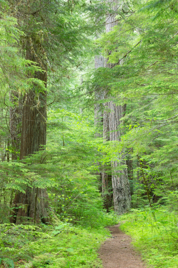 An image depicting the trail Lower Big Quilcene Trail and its surrounding area.