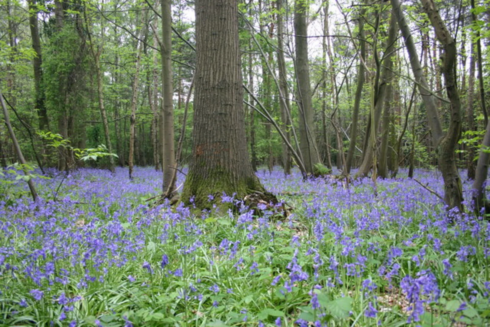 An image depicting the trail Lydbury North Loop and its surrounding area.
