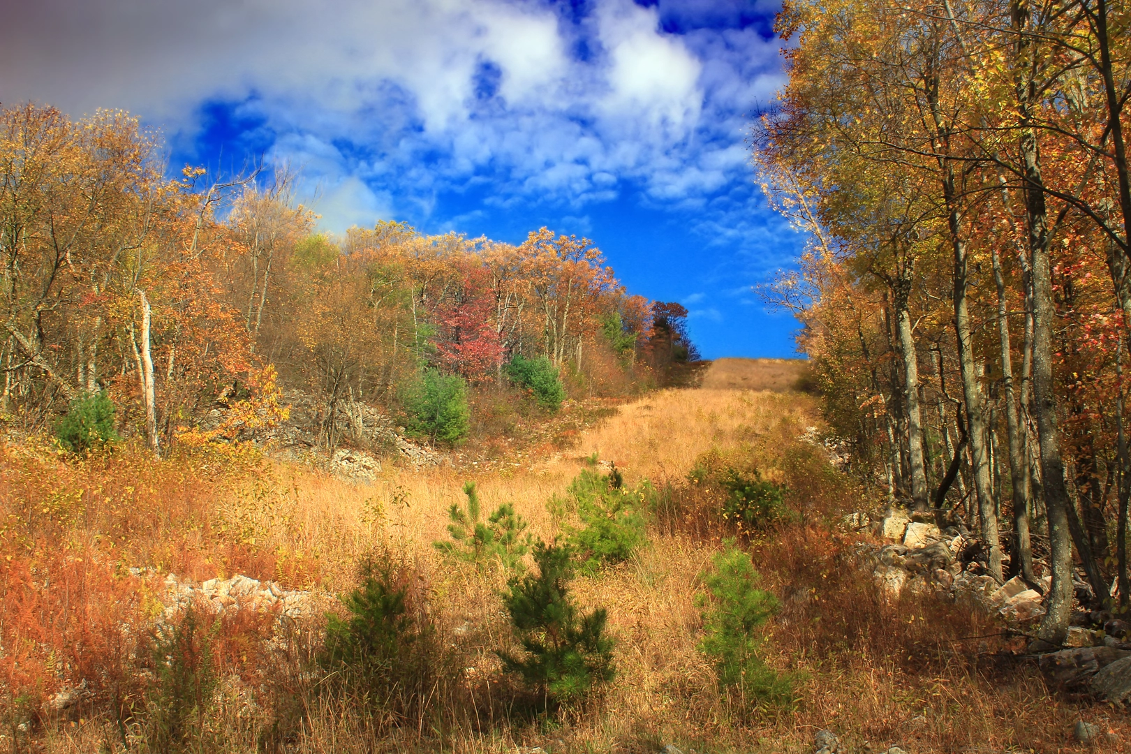 An image depicting the trail Airstrip Loop via David's Field Trail and its surrounding area.