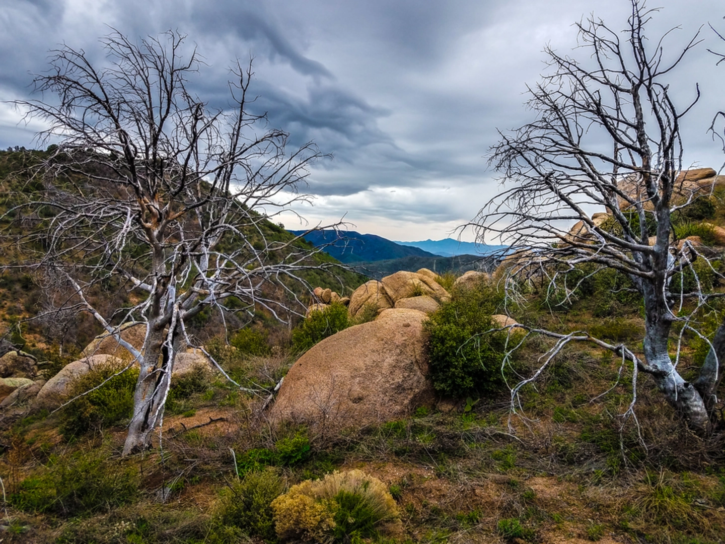 An image depicting the trail Alto Coop Trail and its surrounding area.