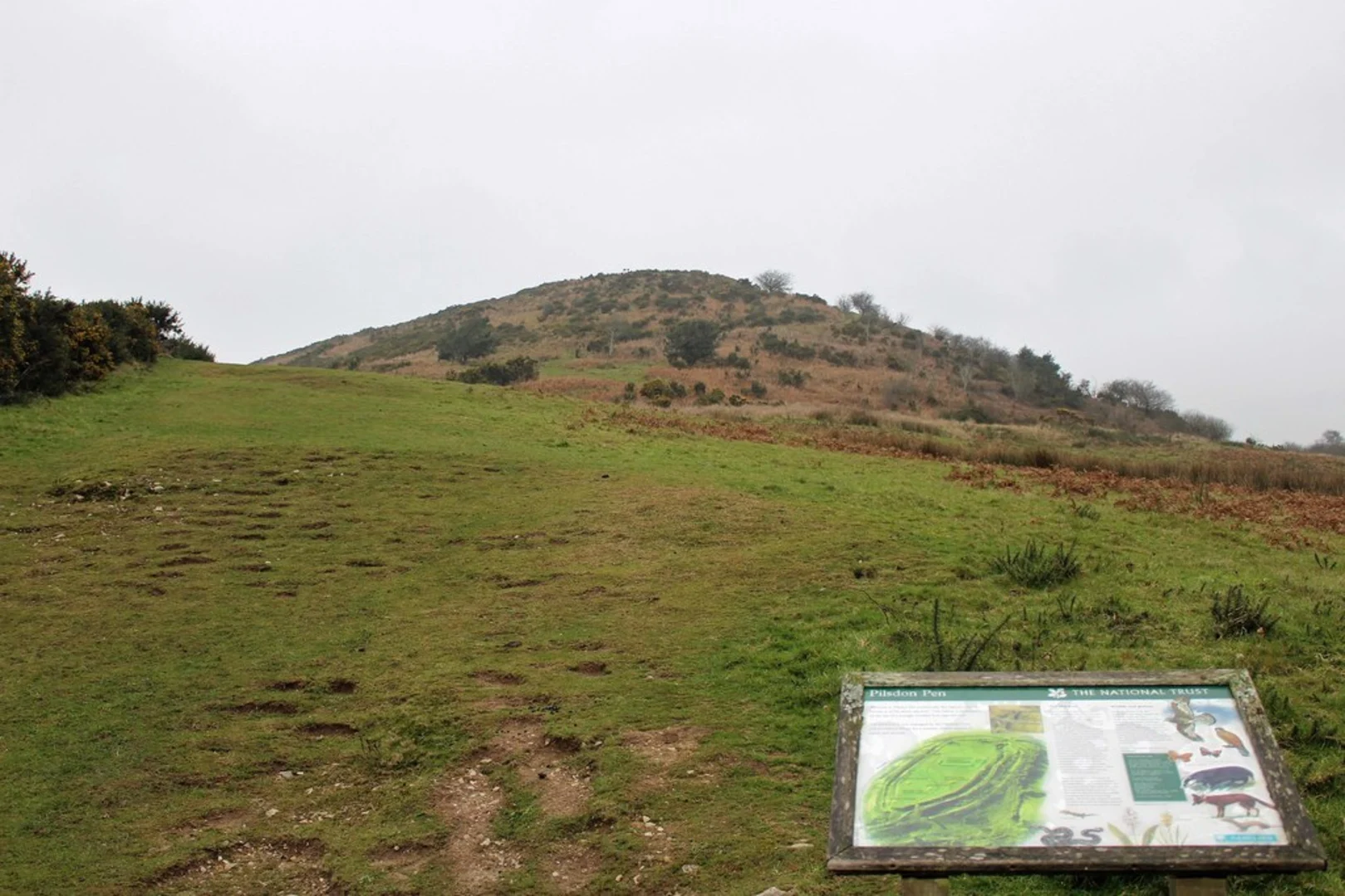 An image depicting the trail Pilsdon Pen Loop and its surrounding area.