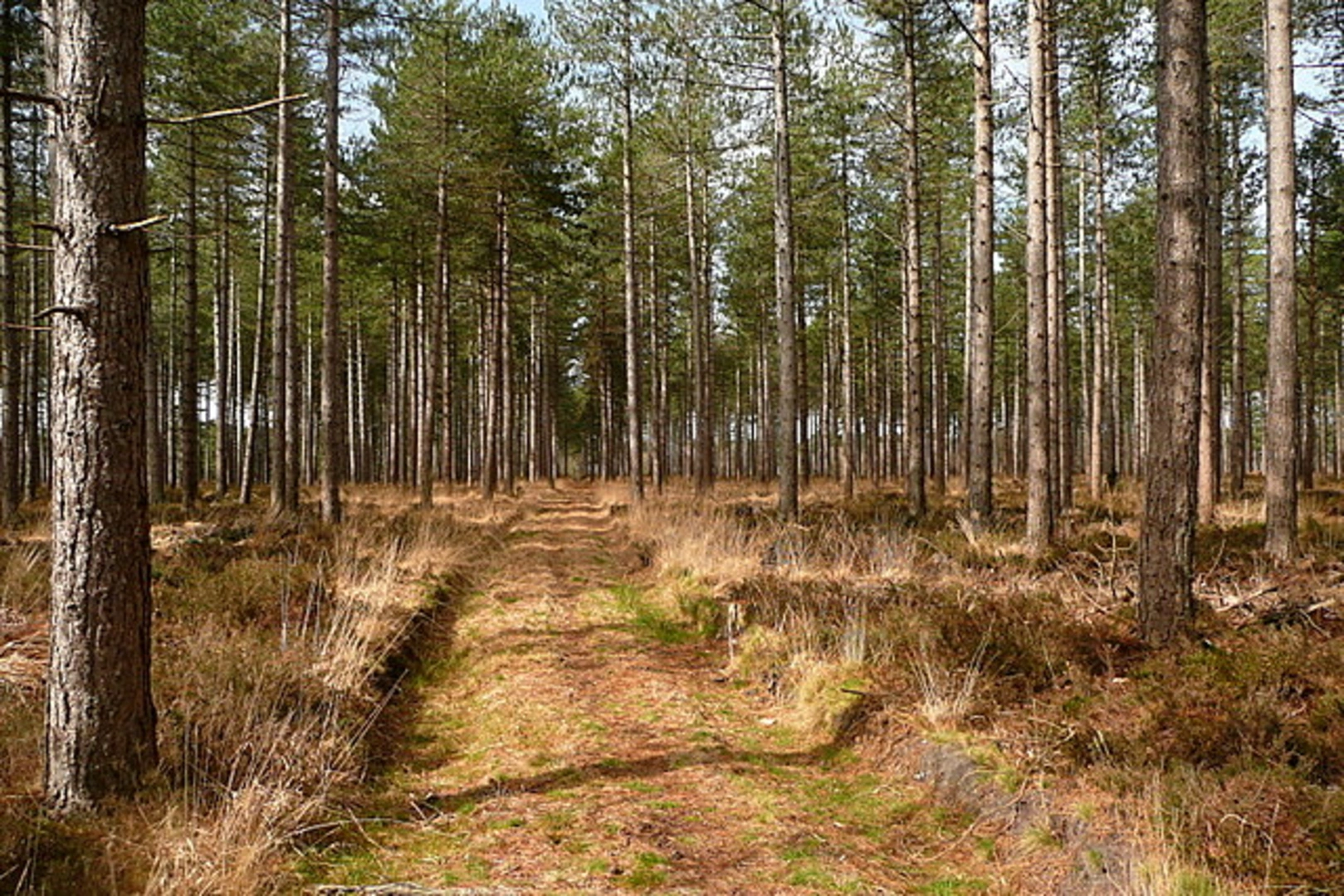 An image depicting the trail Rempstone Northern Loop and its surrounding area.