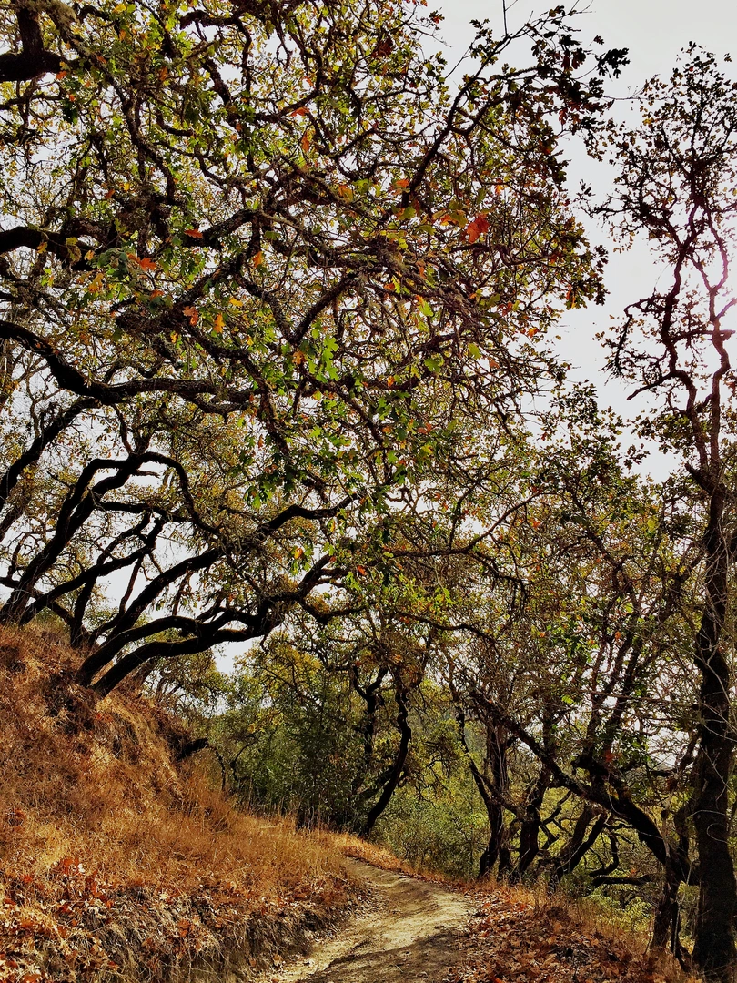 An image depicting the trail Shiloh Ranch Regional Park Loop and its surrounding area.