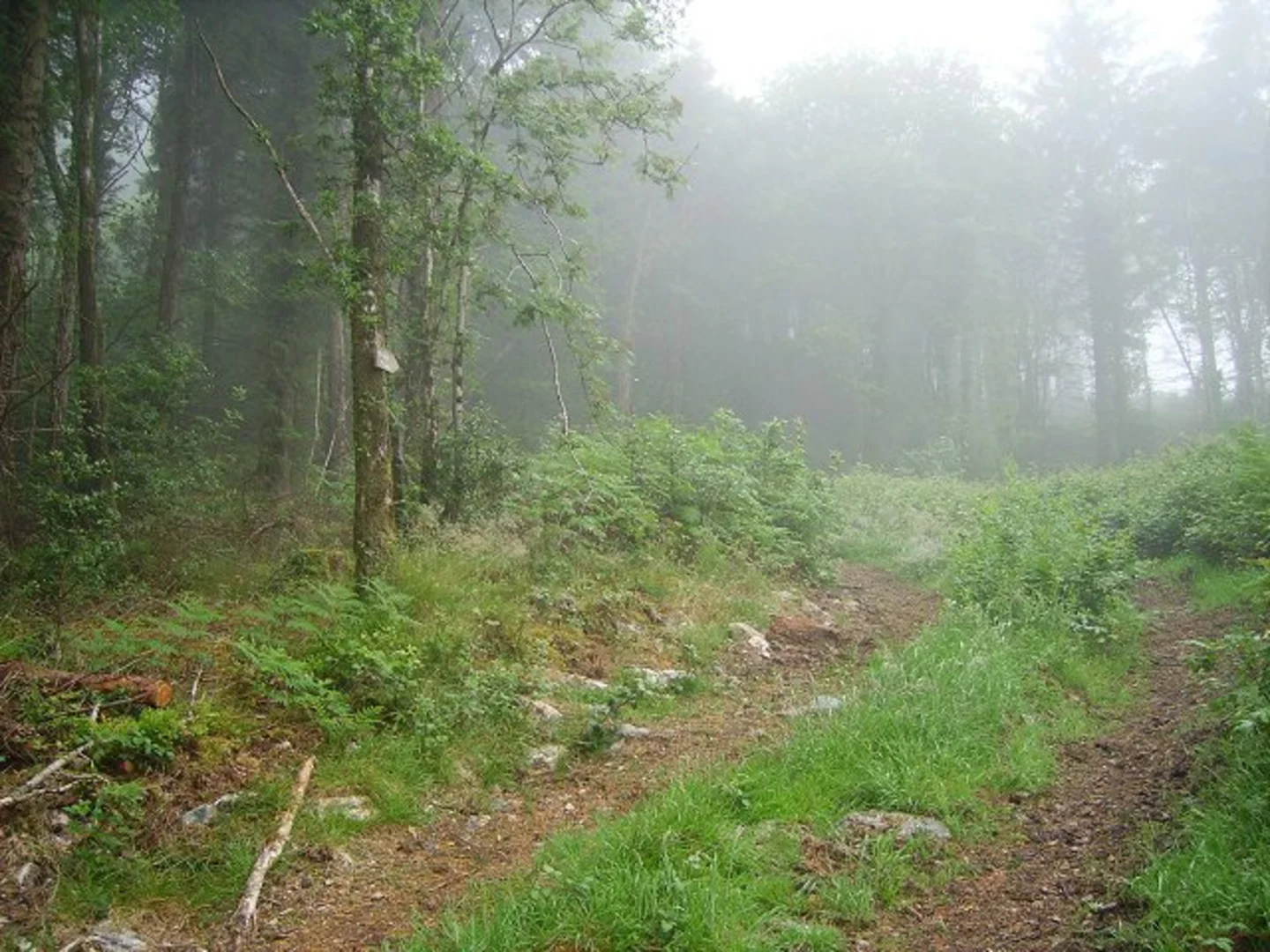 An image depicting the trail Carrickbyrne Hill - Red Loop and its surrounding area.