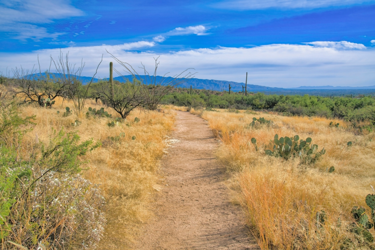 Sabino Walkway Trail