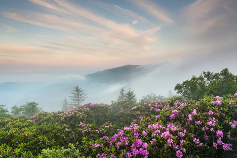 An image depicting the trail Roan Mountain Gardens National Recreation Trail and its surrounding area.