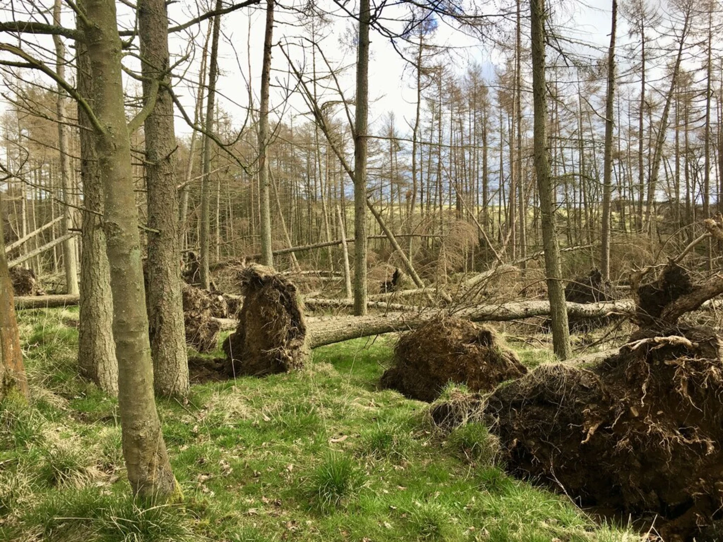 An image depicting the trail Sandford Pool and Sandford Lasher Memorial Loop and its surrounding area.