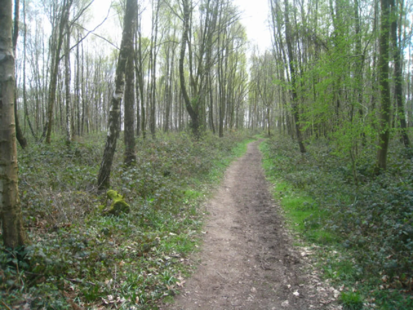 An image depicting the trail Micheldever Loop and its surrounding area.