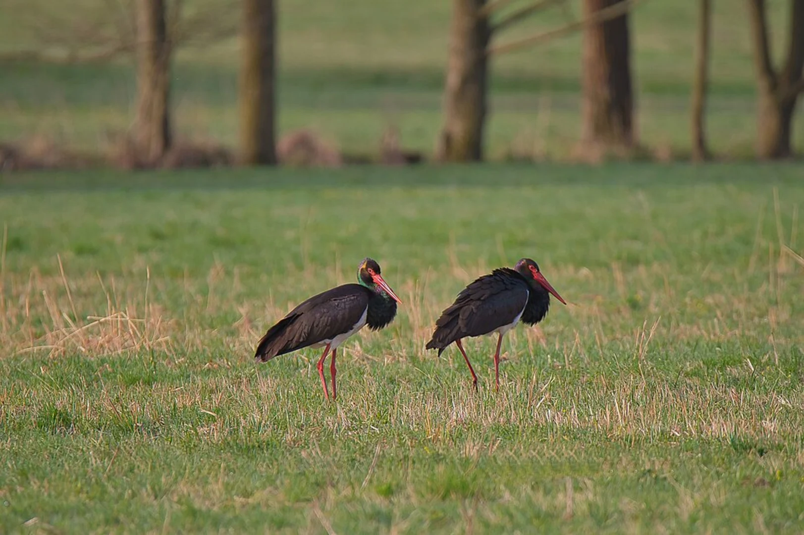 An image depicting the trail Irmelshäuser See and Milzgrund Loop and its surrounding area.