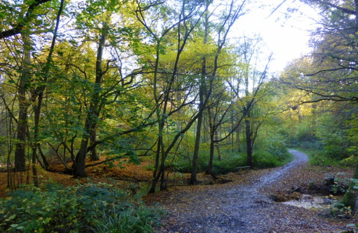 Black, Red and Green Loop Trail - Blean Woods National Nature Reserve