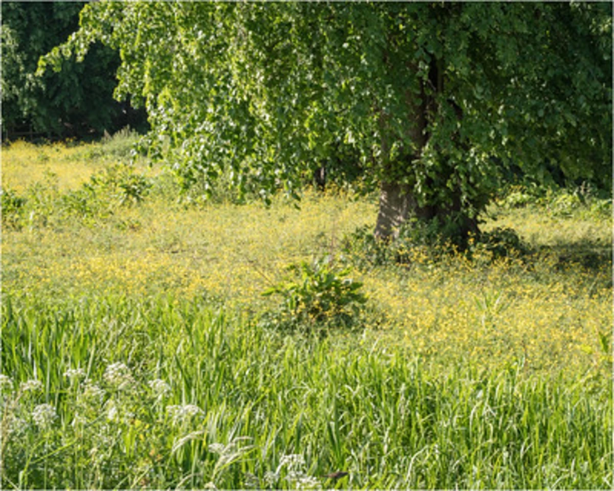 Countess of Chester Country Park Loop
