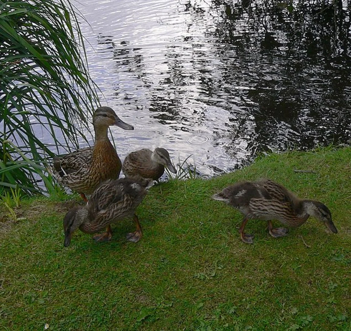 An image depicting the trail Vera's Path and Tillingbourne at Work and its surrounding area.