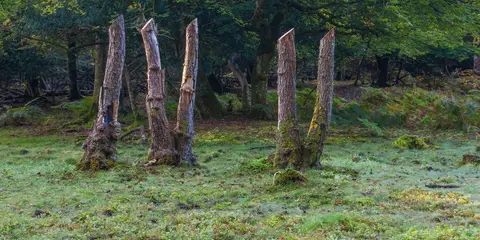 An image depicting the trail Brook to Minstead Walk and its surrounding area.