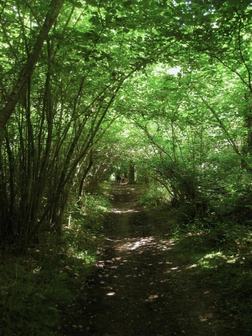 An image depicting the trail Patching and Clapham Loop and its surrounding area.