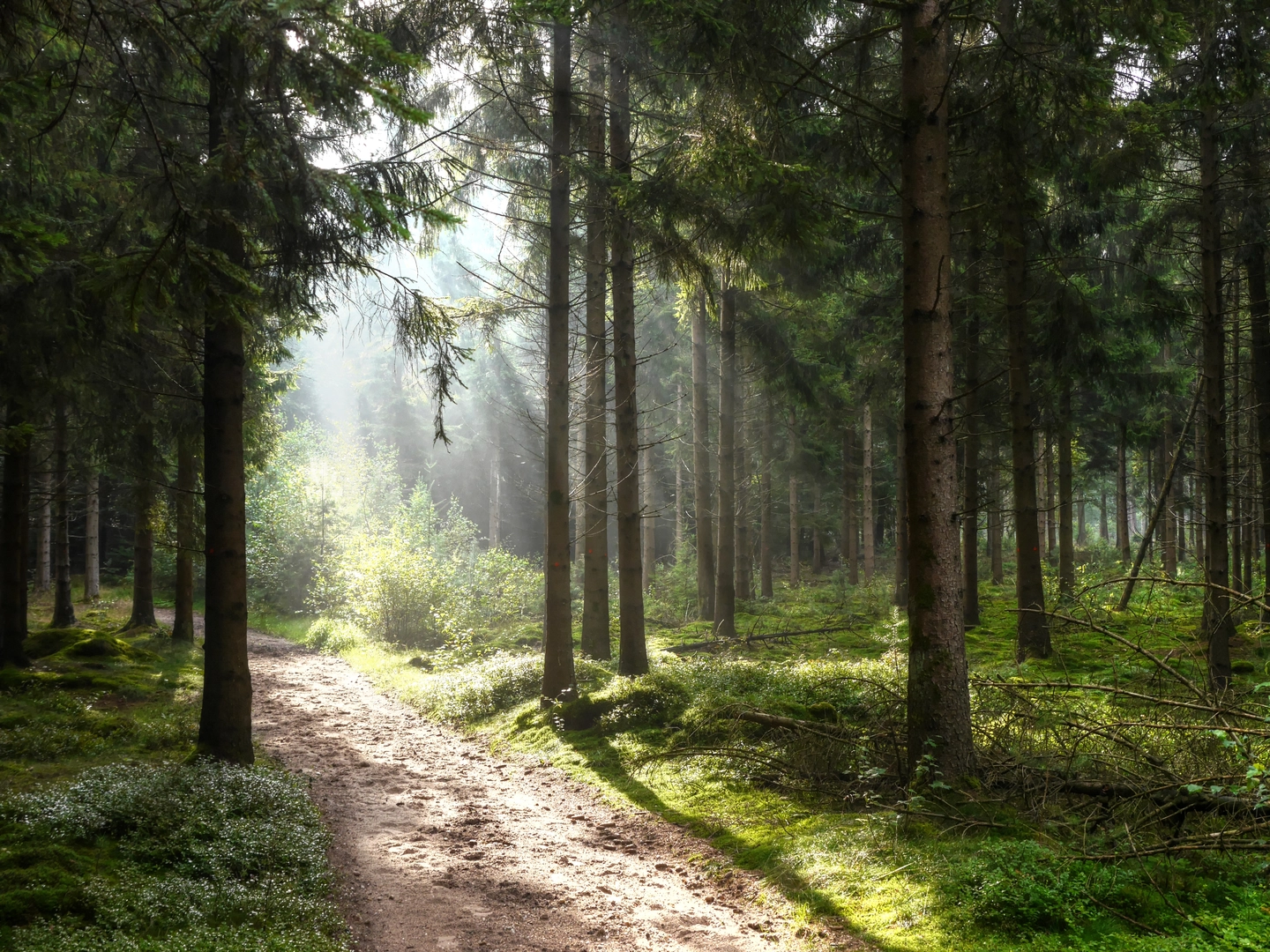 An image depicting the trail Amerongen to Laareind via Stadsbossen Rhenen and Grebeberg and its surrounding area.