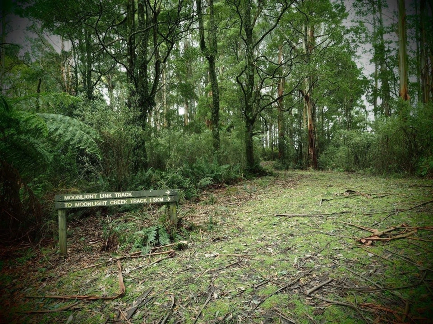 An image depicting the trail Mount Worth Gardiners Mill Trail and its surrounding area.