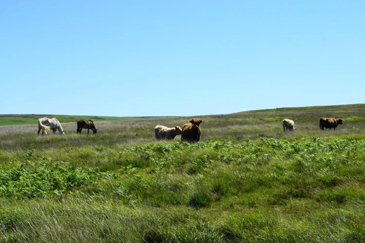Simonsbath to Lynmouth Walk