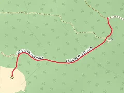 Calcified Forest Walk