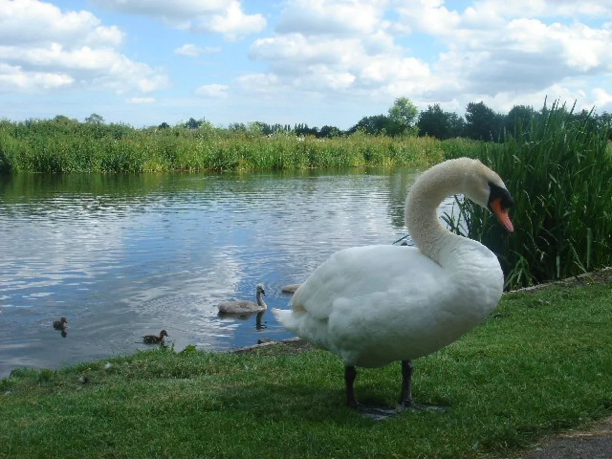 Raydon to Sudbury Walk