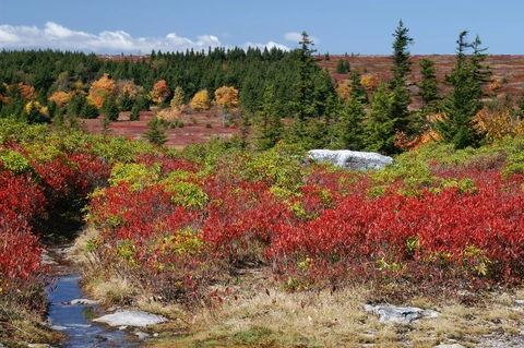 Dolly Sods Wilderness North Loop
