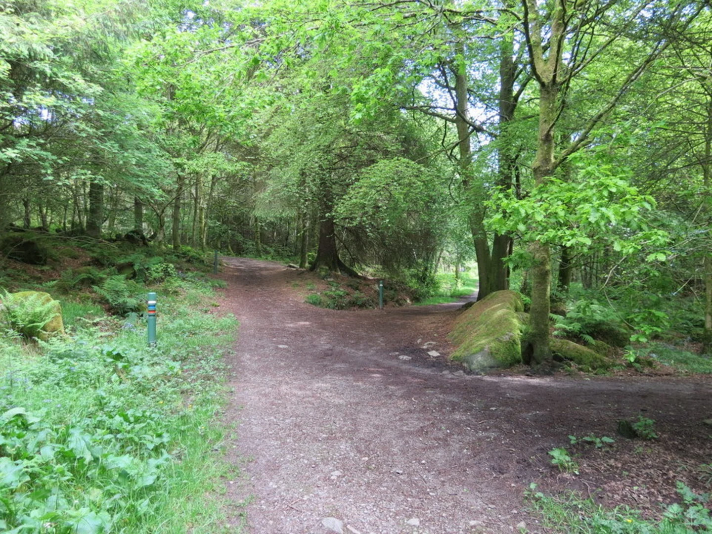 An image depicting the trail Birch Trail and its surrounding area.