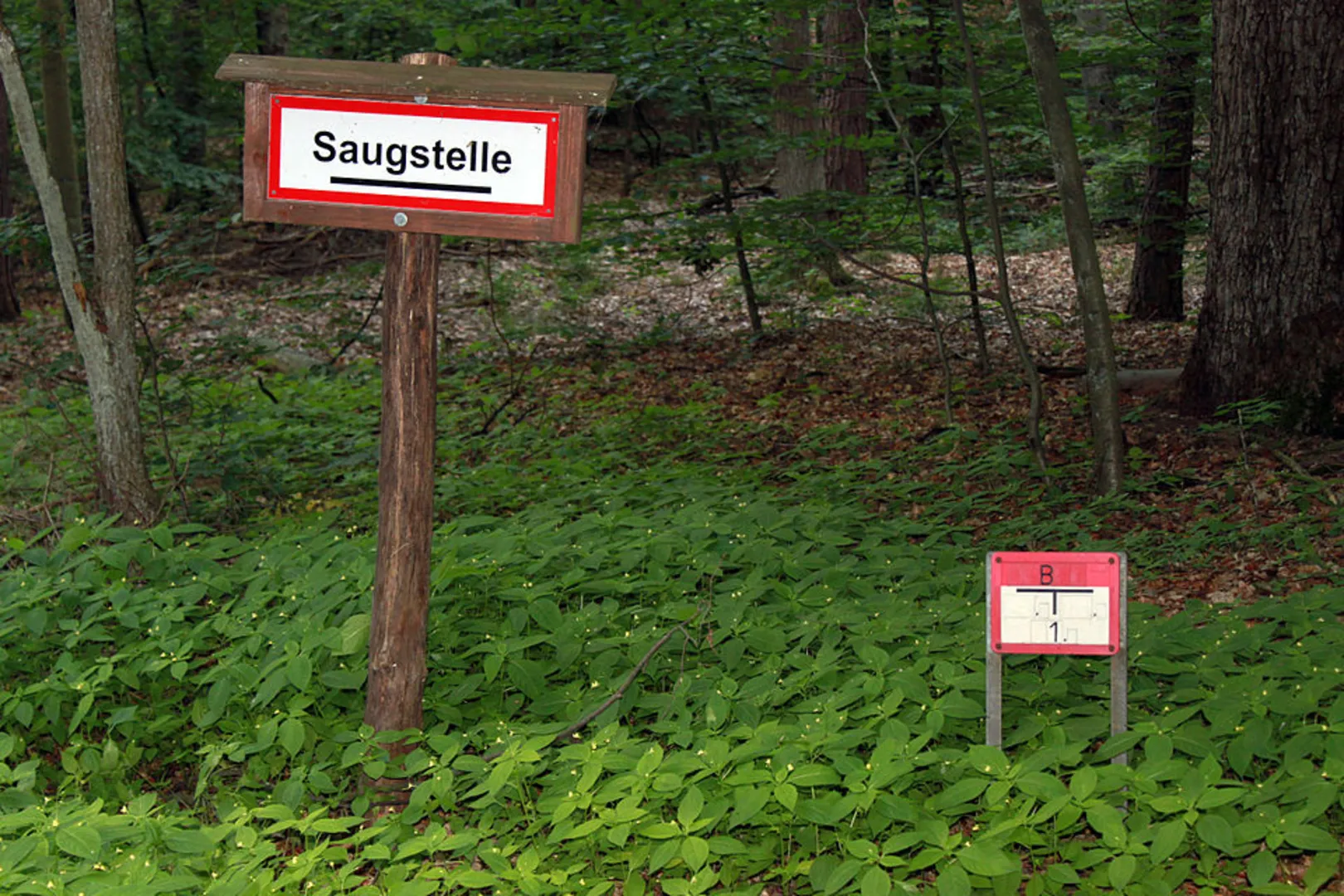 An image depicting the trail Tegeler Forst Loop and its surrounding area.