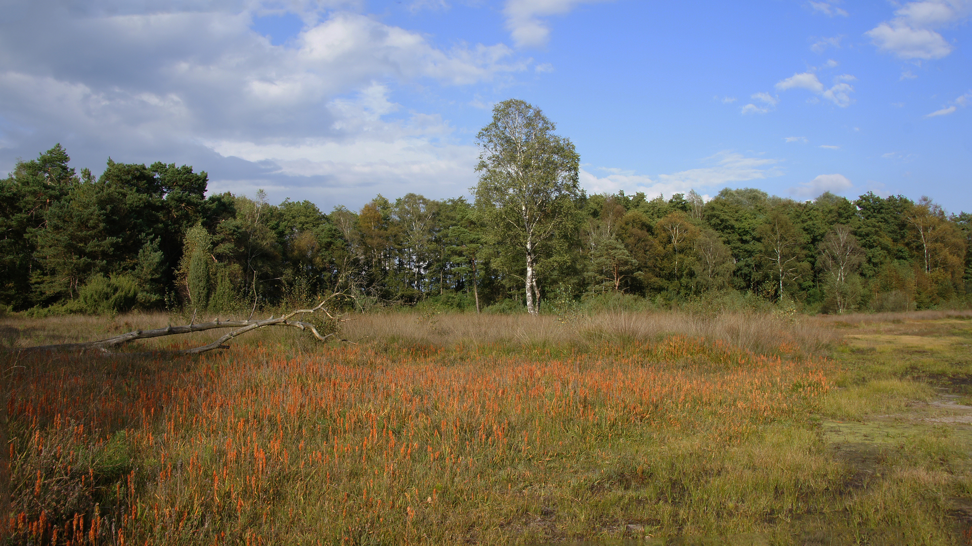 An image depicting the trail Hillingenpad and Snippert Weg and its surrounding area.