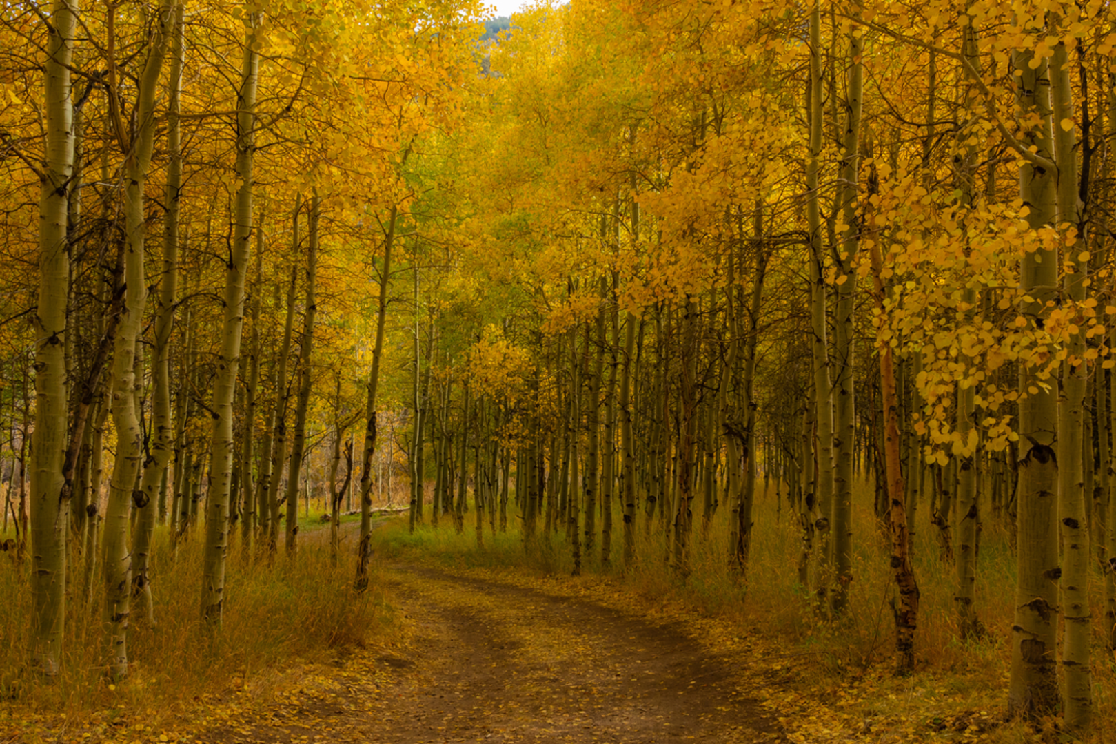 An image depicting the trail Lundy Canyon to Lake Helen Trail and its surrounding area.