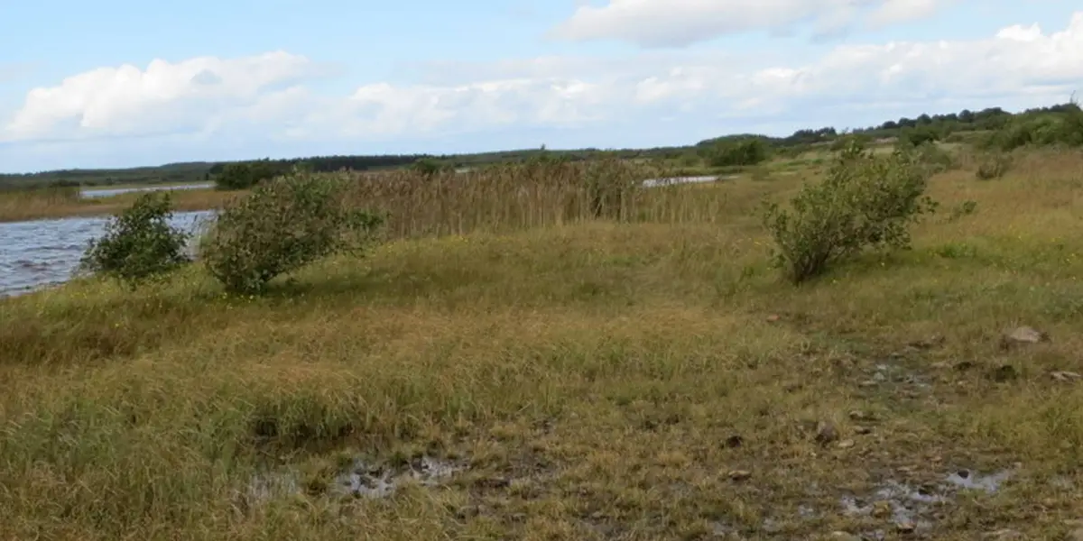 Lough O'Flynn - Wild Goose Bog Loop
