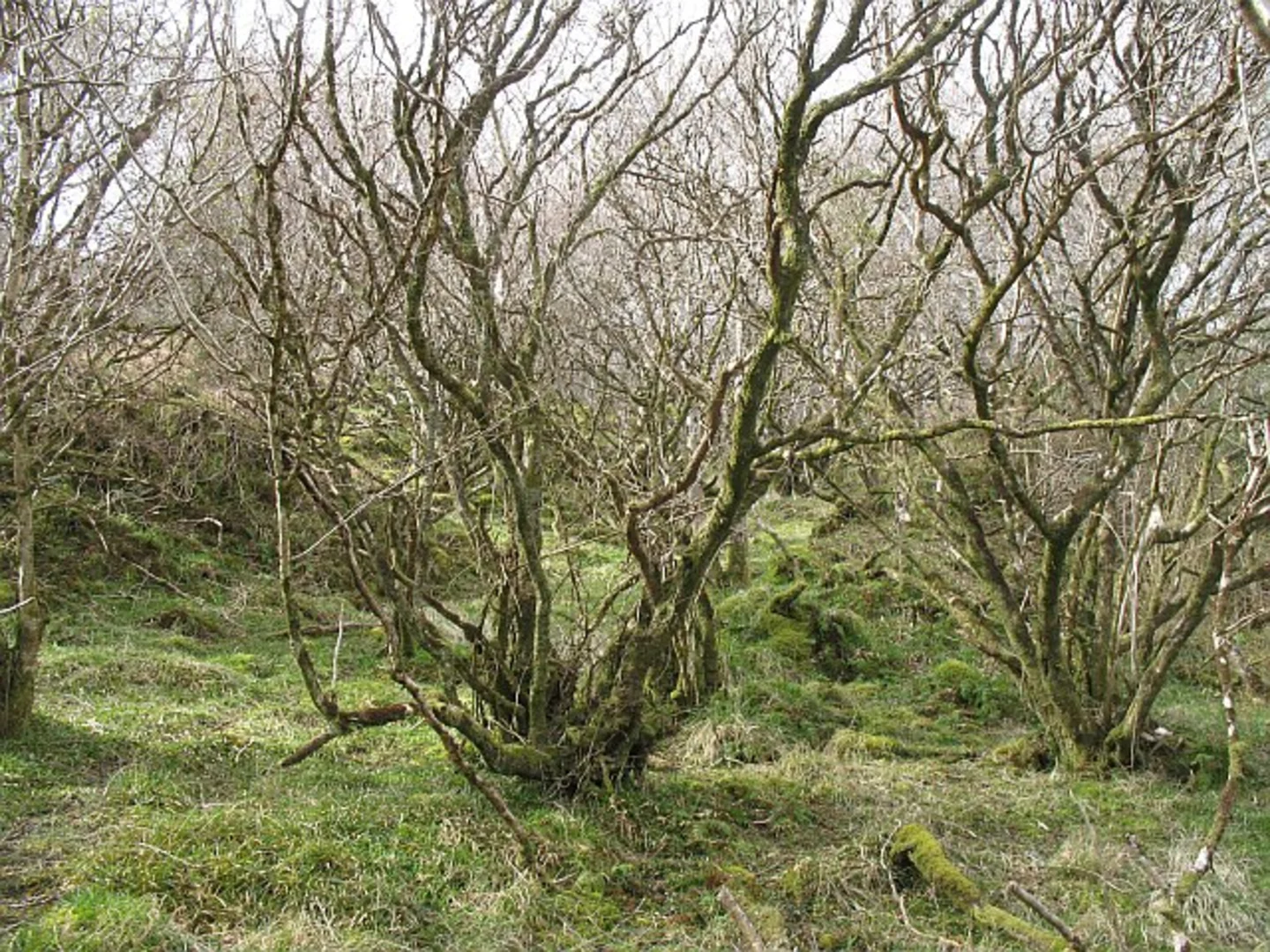 An image depicting the trail Nailsworth, Minchinhampton and Avening Loop and its surrounding area.