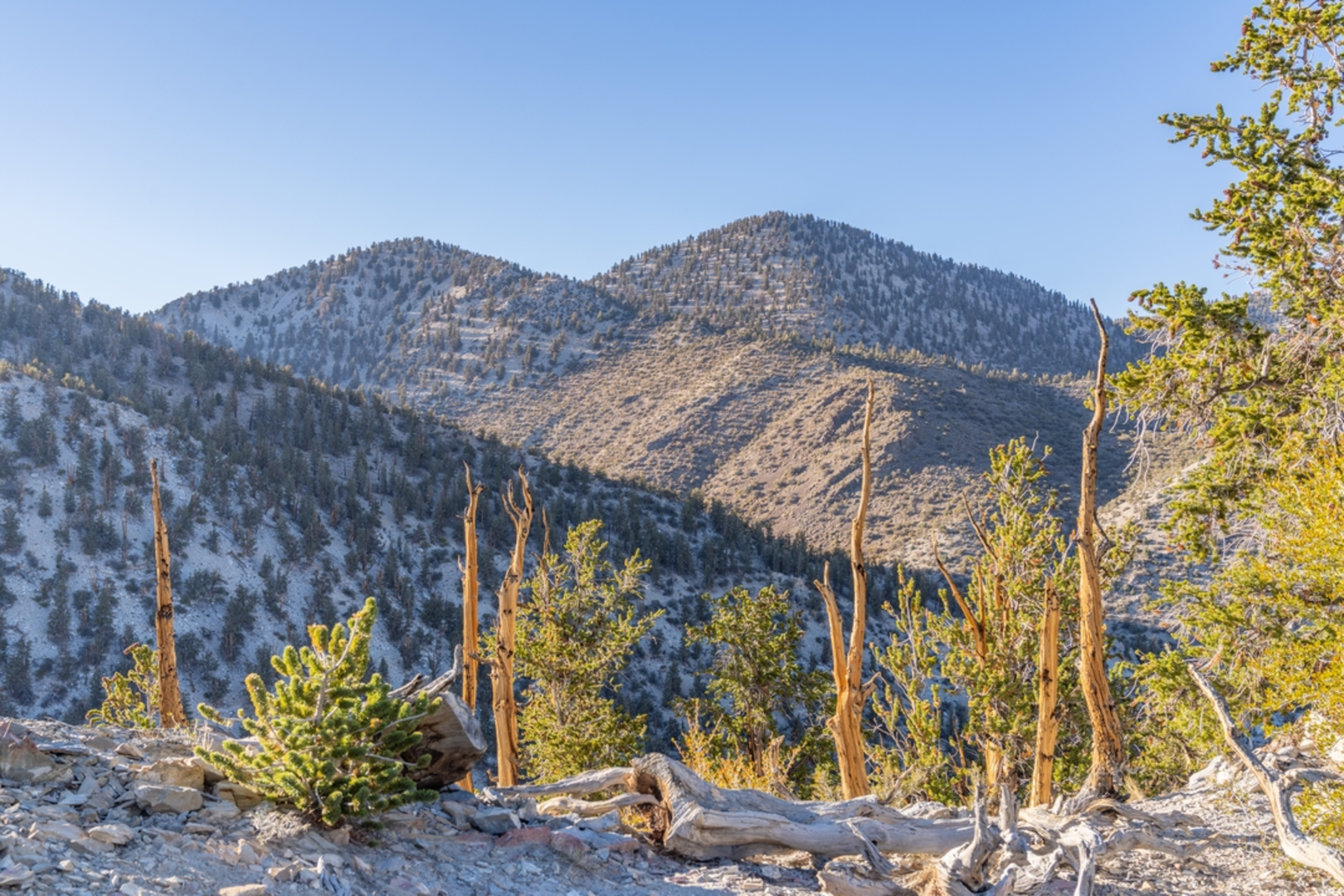 An image depicting the trail Methuselah Trail and its surrounding area.