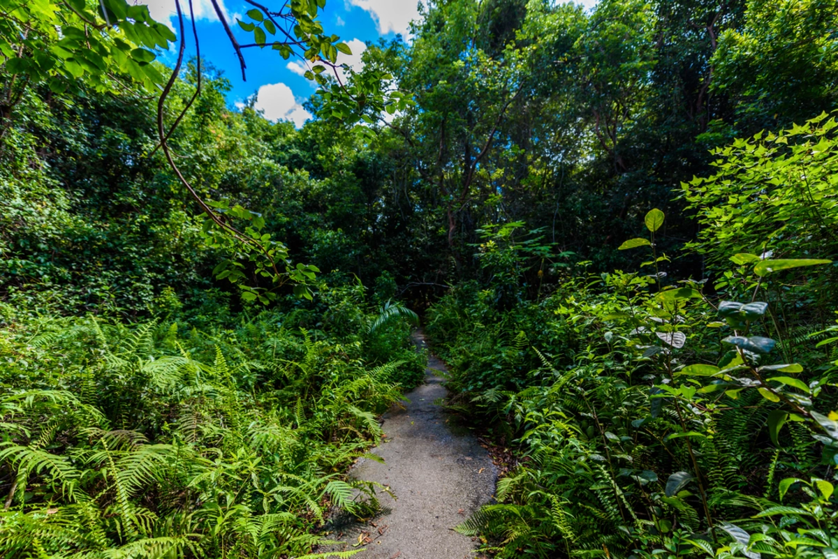 Gumbo Limbo Trail