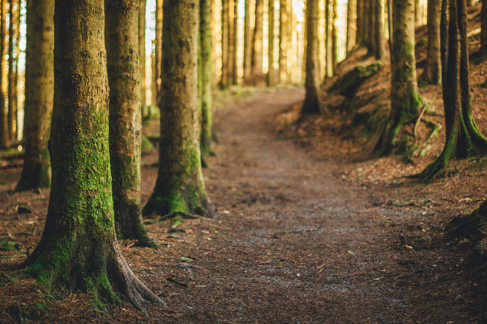 An image depicting the trail Monicknew - Valley Walk and its surrounding area.