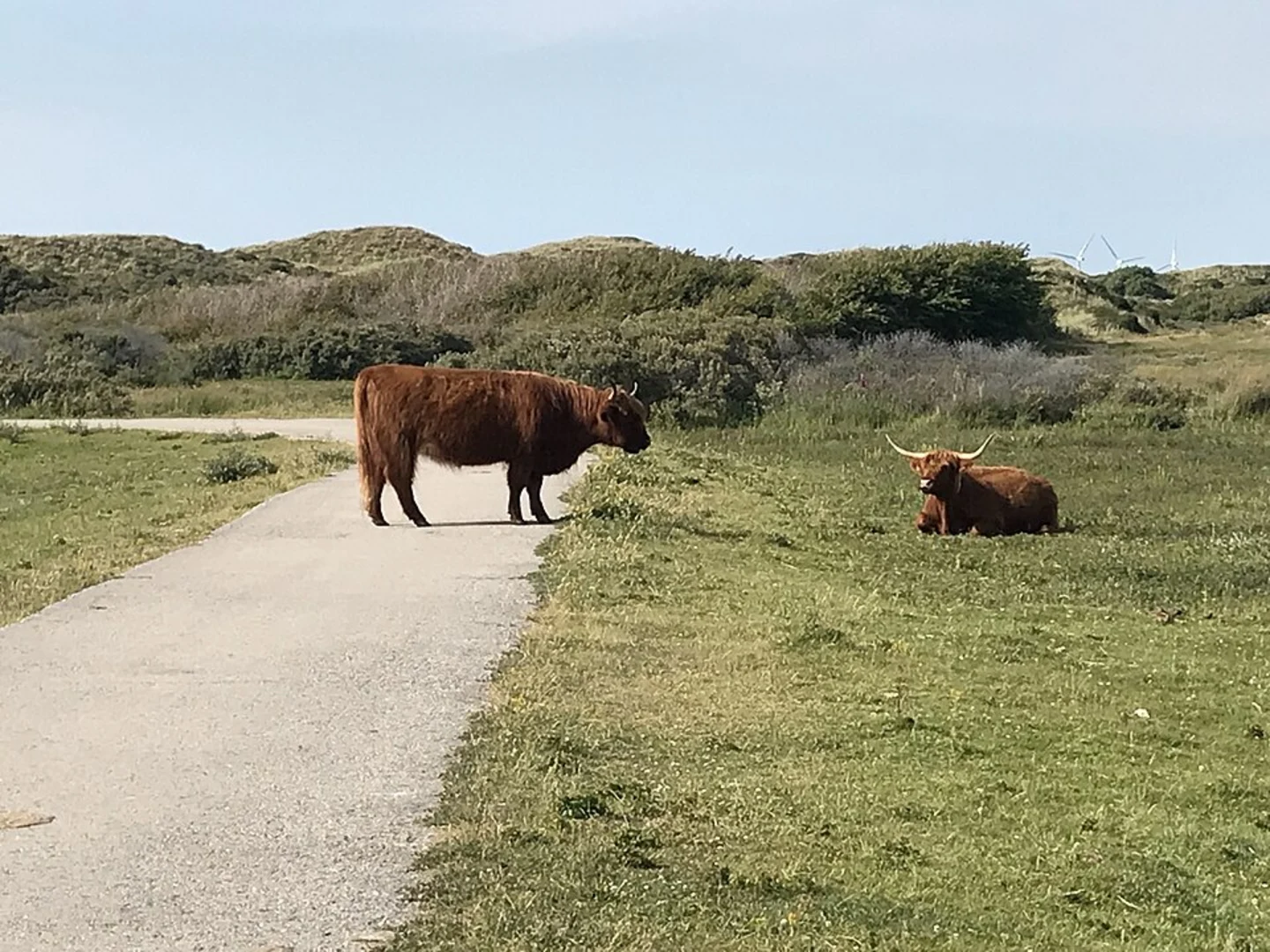 An image depicting the trail Zuidervlak and Kasteel Duinen Kruidberg via Zeeweg and Koningsweg and its surrounding area.