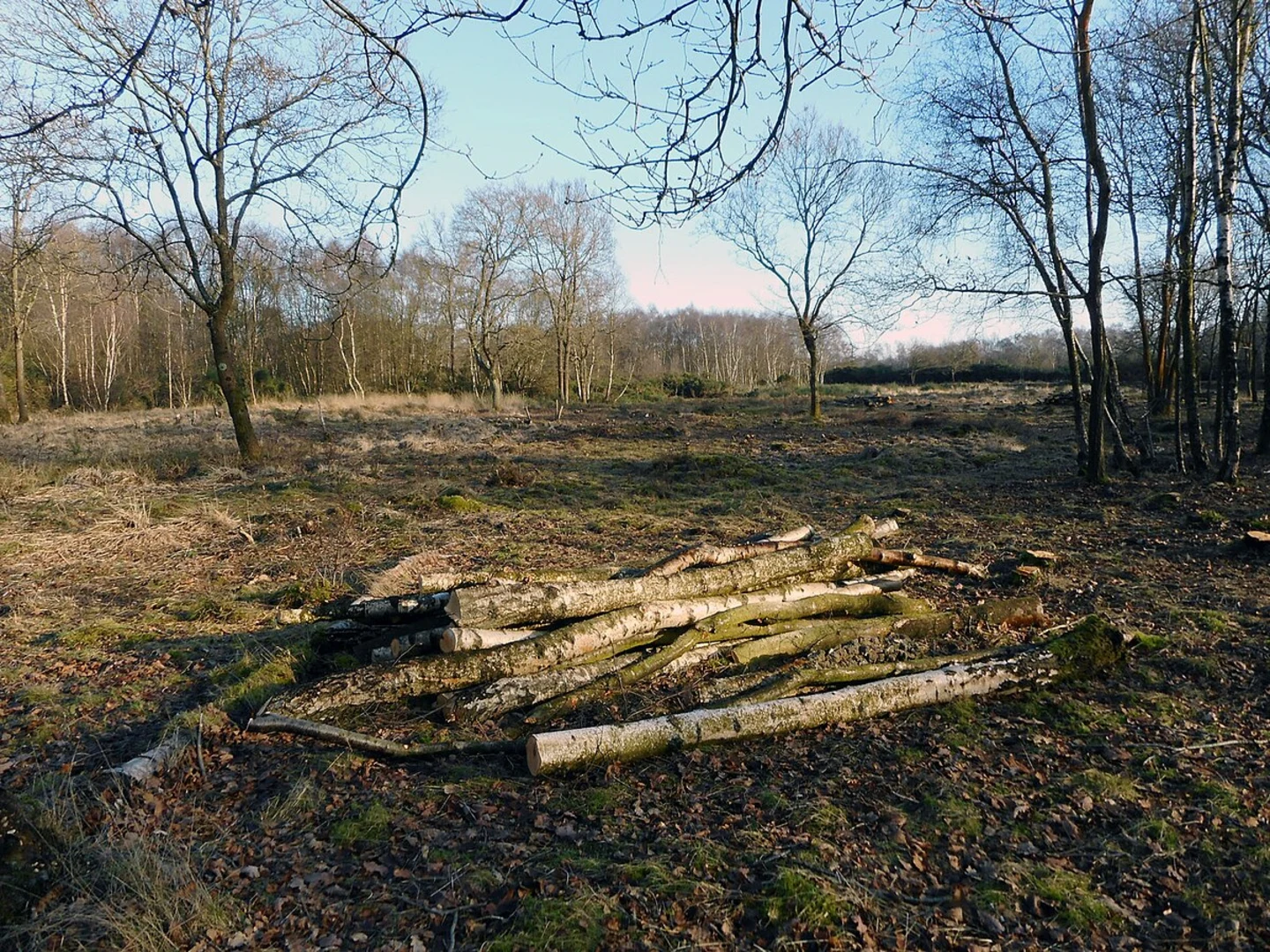 An image depicting the trail Silchester Loop via Callaeva Atrebatum and its surrounding area.