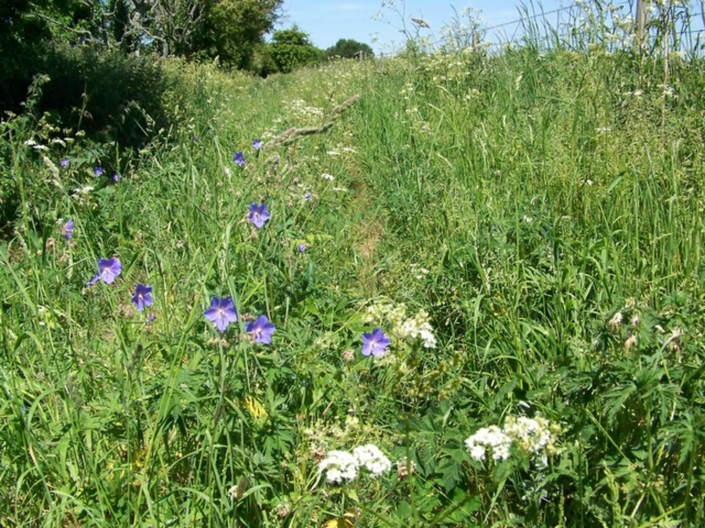An image depicting the trail Prescombe Down NNR and its surrounding area.
