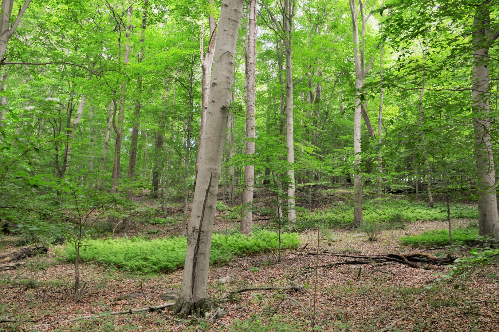 An image depicting the trail Darlington North Loop Trail and its surrounding area.