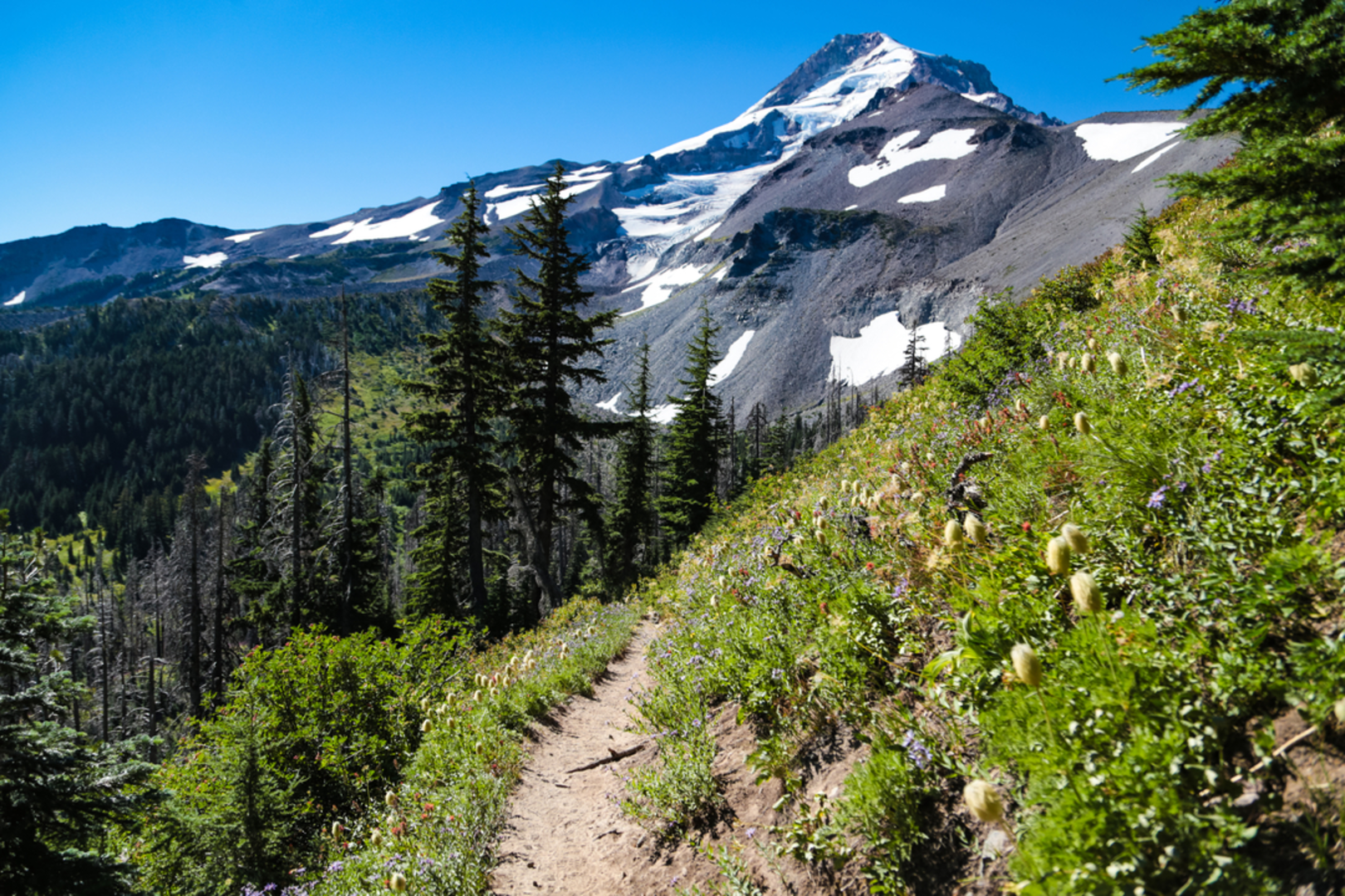 An image depicting the trail Mount Hood Timberline Trail and Paradise Park Trail Loop and its surrounding area.
