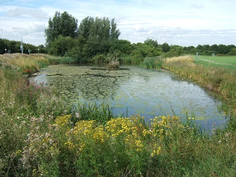 An image depicting the trail Lynnsport Loop and its surrounding area.