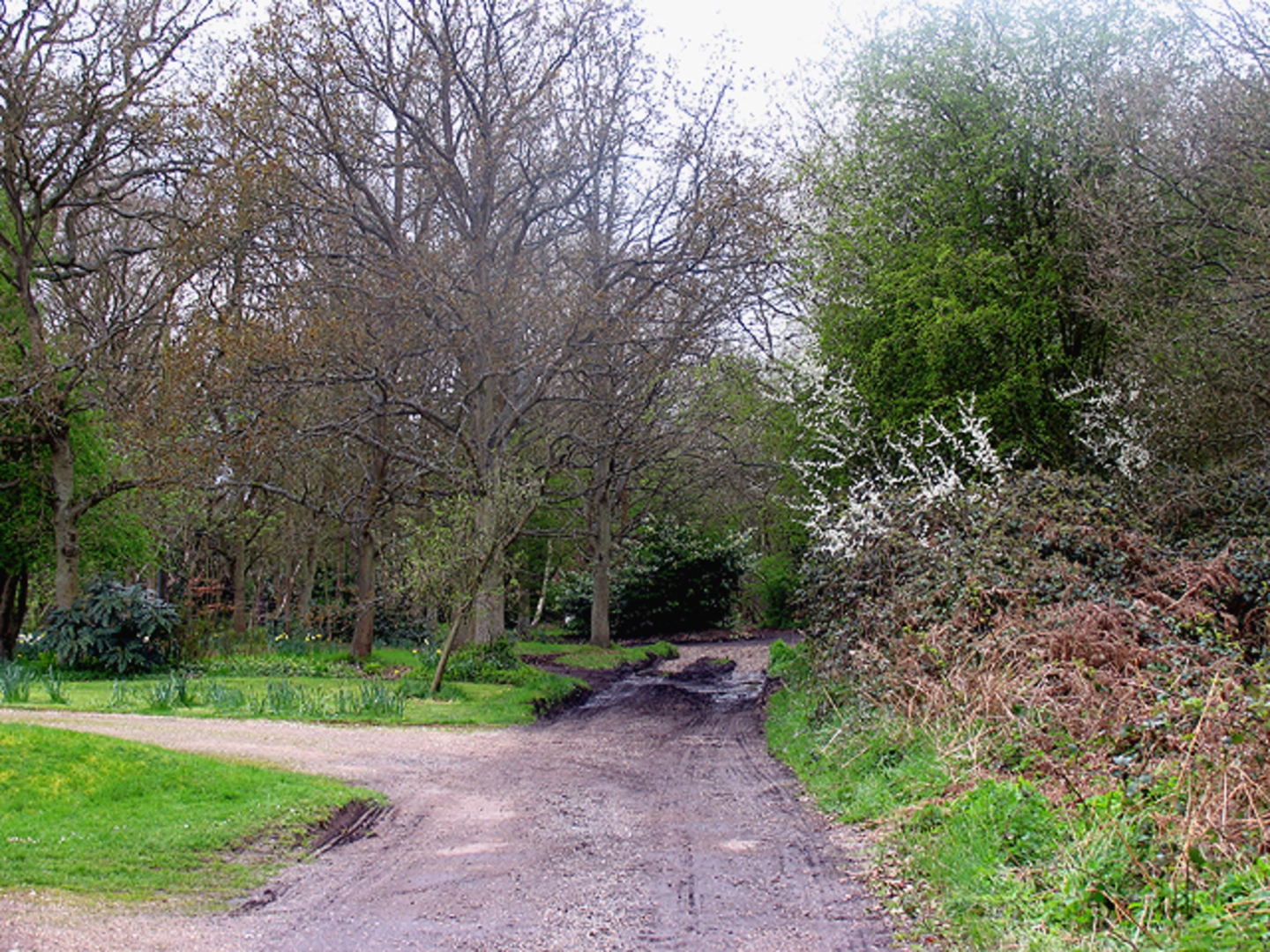 An image depicting the trail Bucklebury Common Loop and its surrounding area.