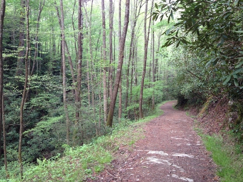 An image depicting the trail Schoolhouse Gap Trail, Turkeypen Ridge Trail and Finley Cane Trail and its surrounding area.